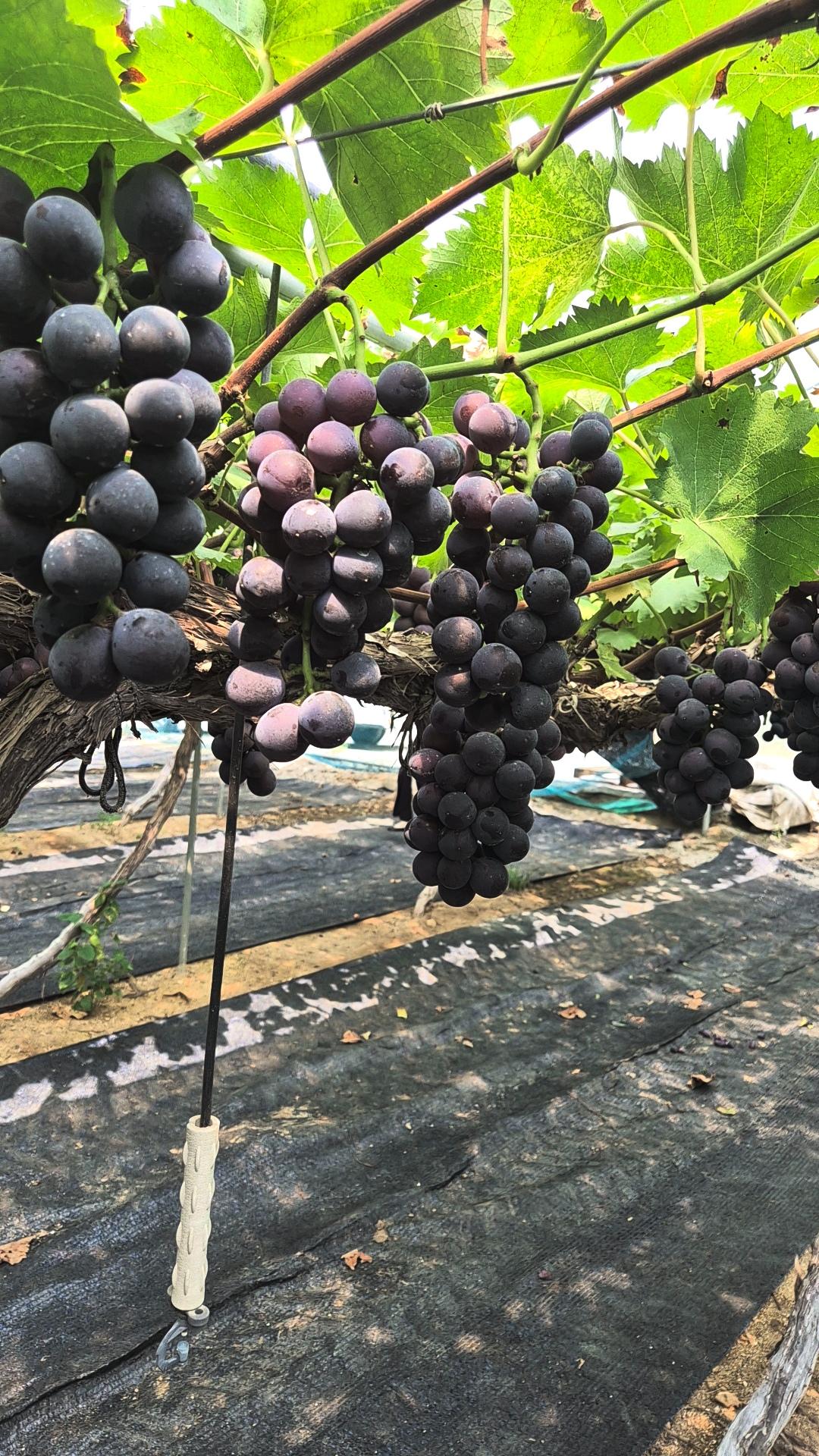 Anseong Adventures: Culture, Grapes, and a Whole Lot of Fun