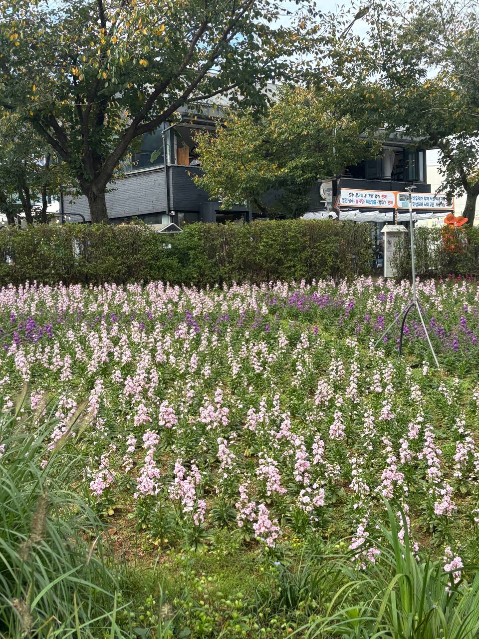 ANSEONG BAUDEOGI FESTIVAL