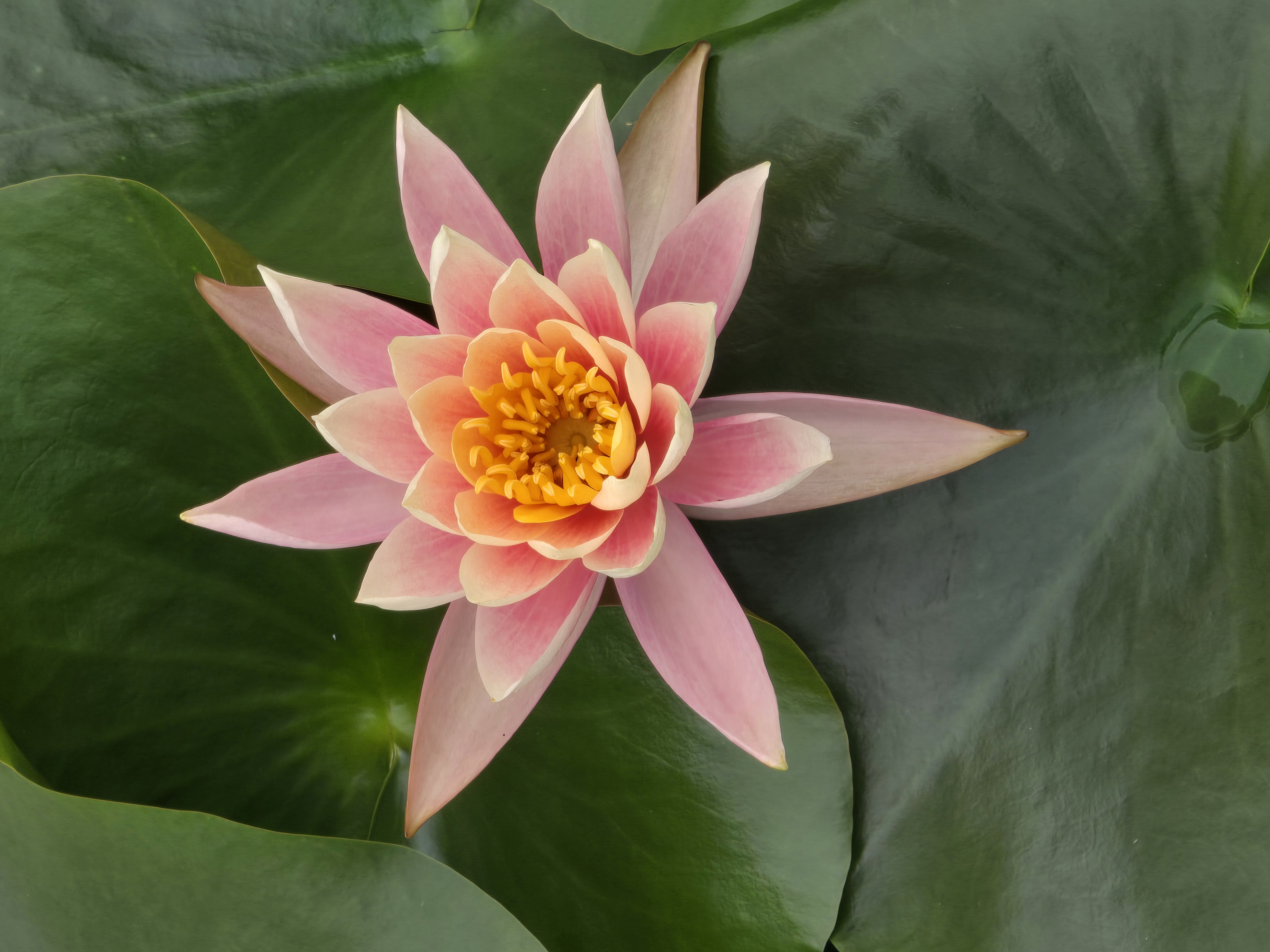 Anseong Baudeogi Festival