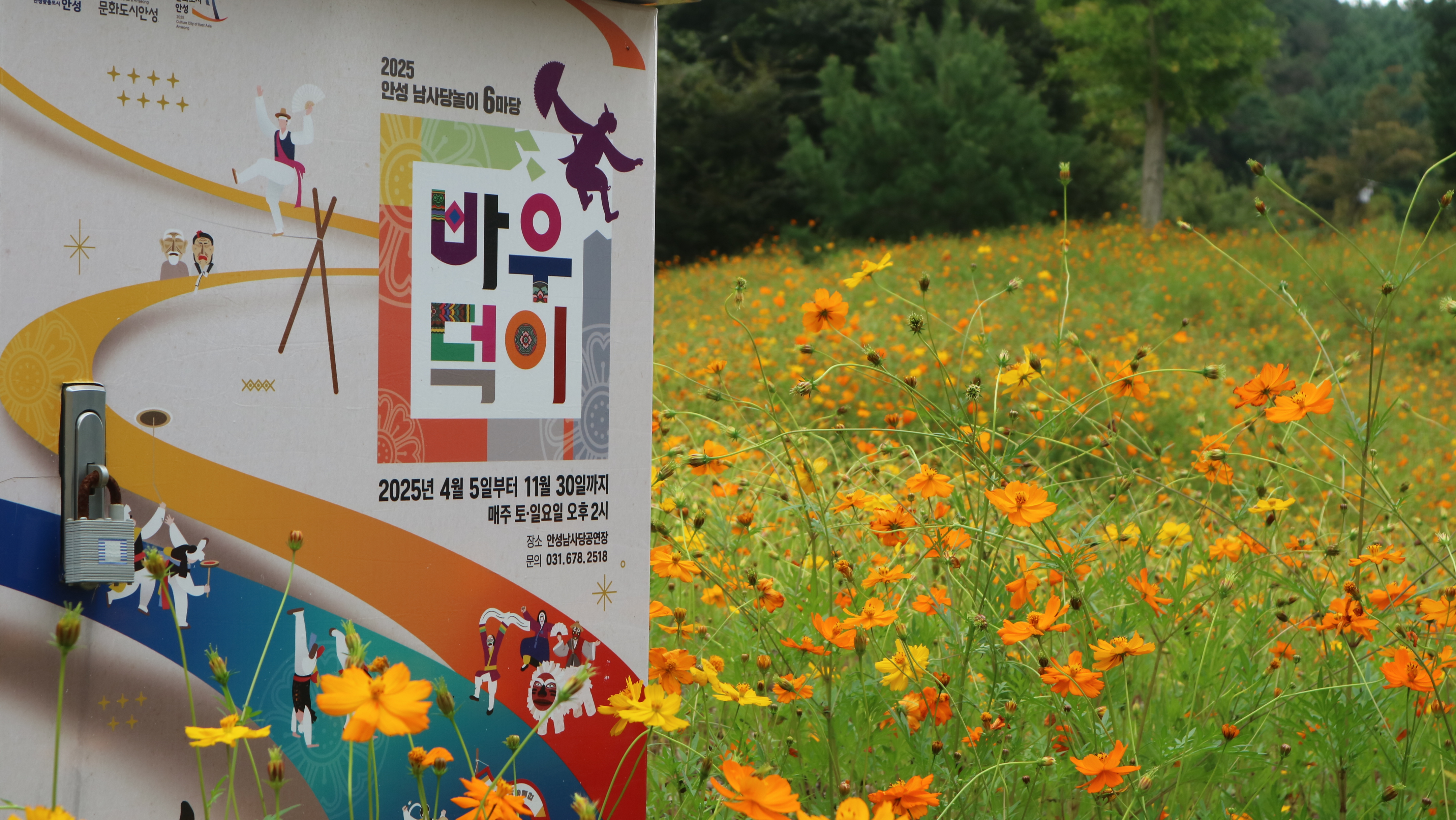 Big festival, many experience to try, in Anseong!