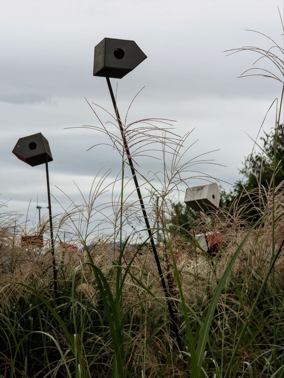 Silver grass in 하늘공원