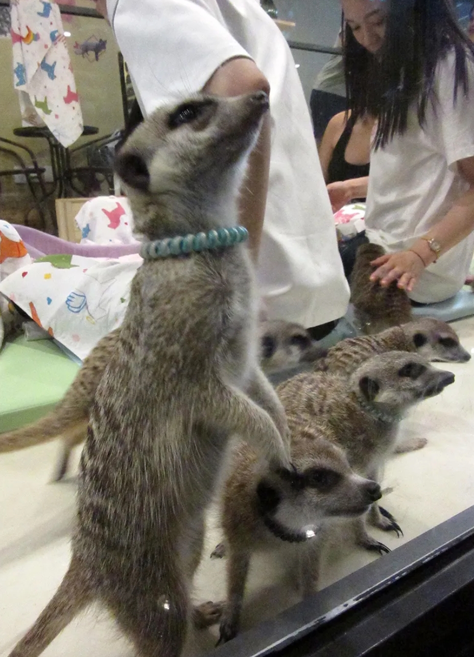 Lemur Cafe