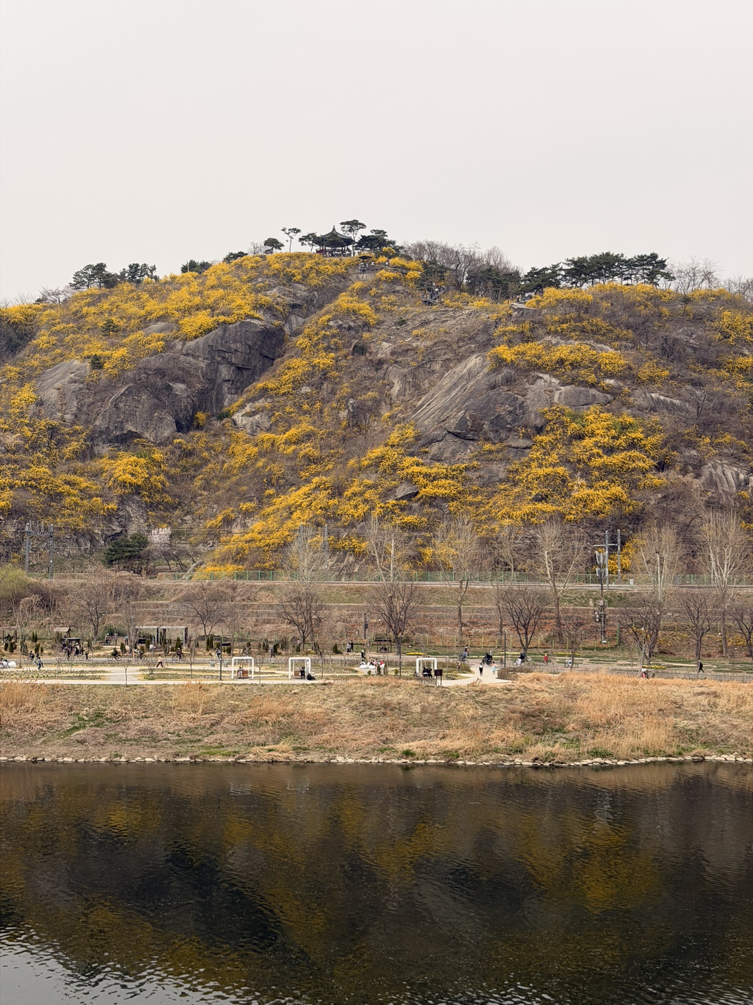 Eunbongsan Forsythia Festival 2026